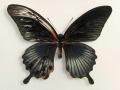 Papilio Gynandromorph 10 (Internet Image property of respective owner, non-commercial use only)
